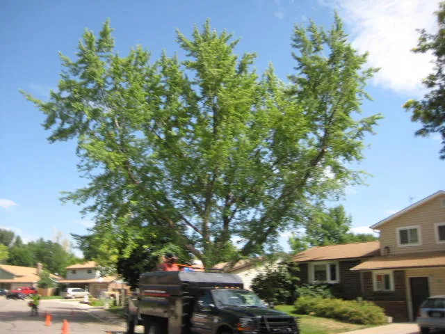 Tree after pruning