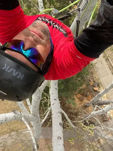 Justin Wilson in the tree canopy