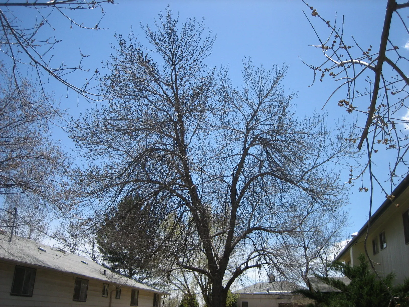 Green ash before pruning