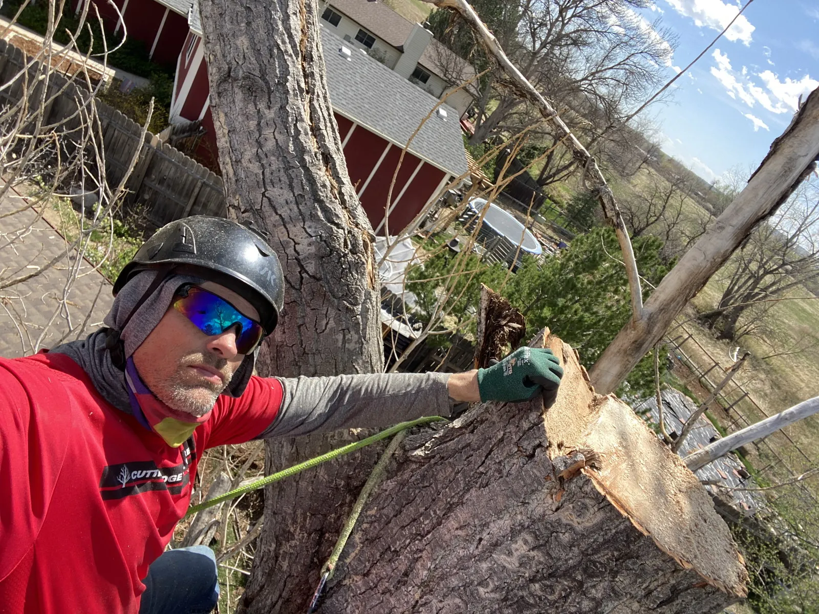 Tree removal work